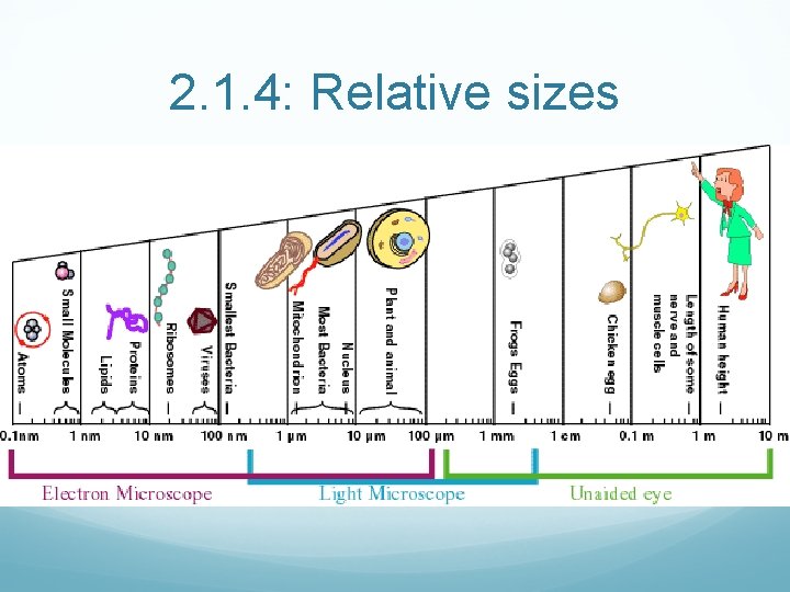 2. 1. 4: Relative sizes 