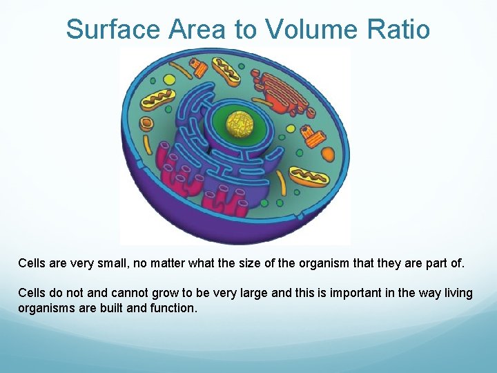 Surface Area to Volume Ratio Cells are very small, no matter what the size