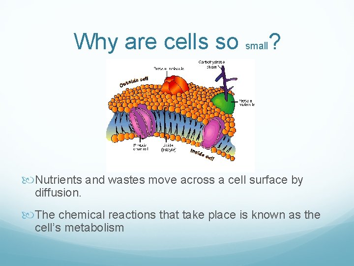Why are cells so small? Nutrients and wastes move across a cell surface by