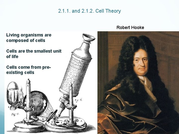 2. 1. 1. and 2. 1. 2. Cell Theory Robert Hooke Living organisms are