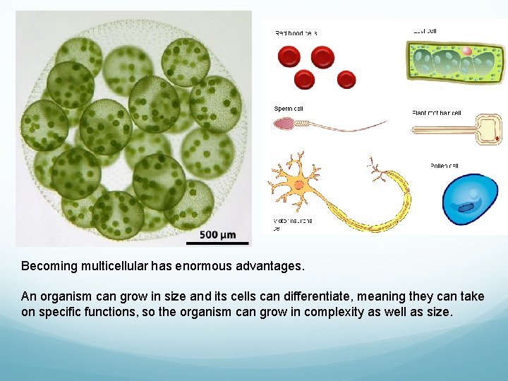 Becoming multicellular has enormous advantages. An organism can grow in size and its cells