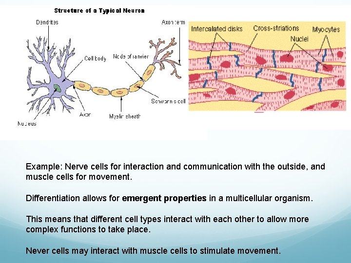Example: Nerve cells for interaction and communication with the outside, and muscle cells for