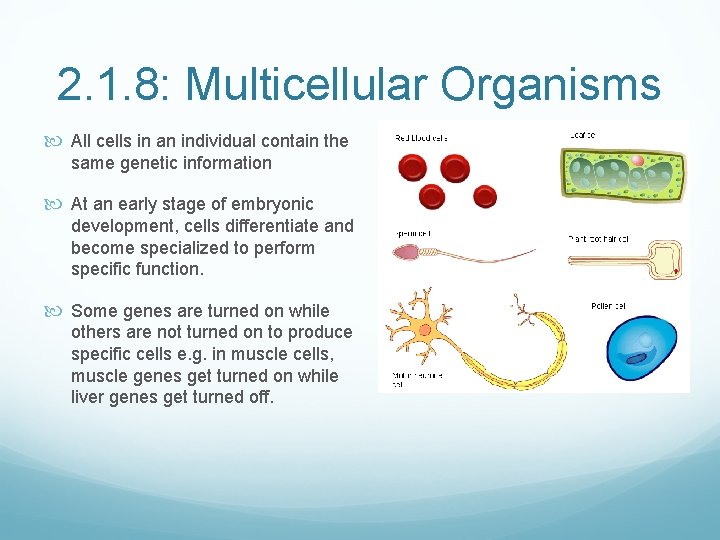 2. 1. 8: Multicellular Organisms All cells in an individual contain the same genetic