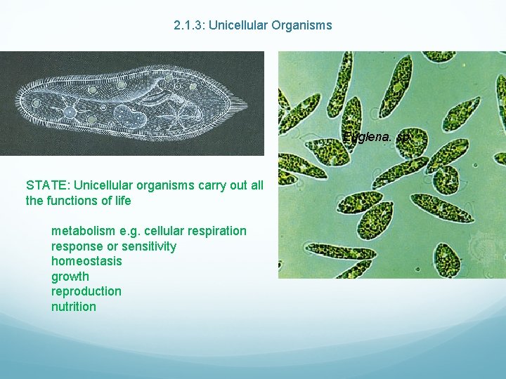 2. 1. 3: Unicellular Organisms Euglena. sp STATE: Unicellular organisms carry out all the