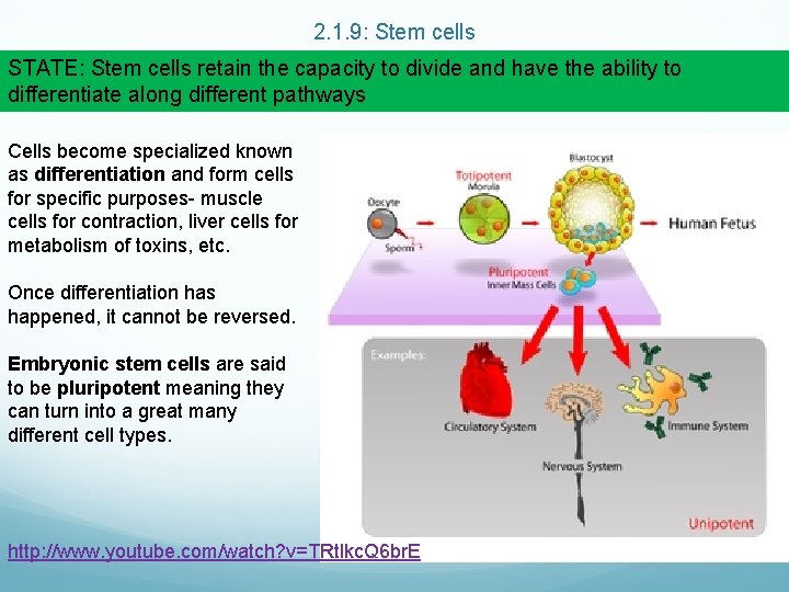 2. 1. 9: Stem cells STATE: Stem cells retain the capacity to divide and