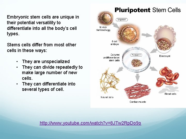 Embryonic stem cells are unique in their potential versatility to differentiate into all the