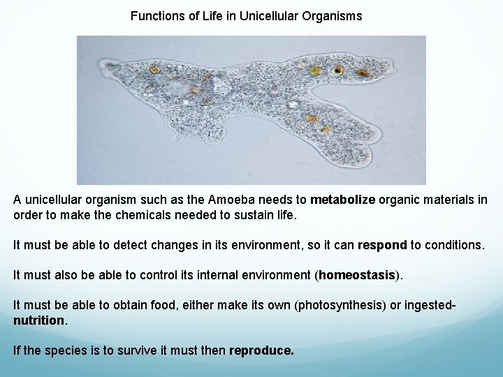 Functions of Life in Unicellular Organisms A unicellular organism such as the Amoeba needs