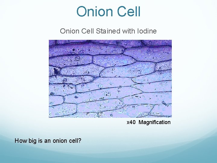 Onion Cell Stained with Iodine x 40 Magnification How big is an onion cell?