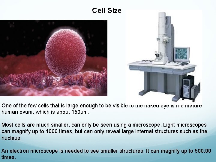 Cell Size One of the few cells that is large enough to be visible