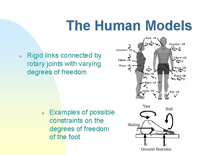 The Human Models n Rigid links connected by rotary joints with varying degrees of