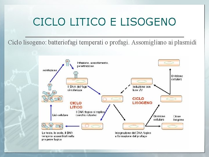 CICLO LITICO E LISOGENO Ciclo lisogeno: batteriofagi temperati o profagi. Assomigliano ai plasmidi 