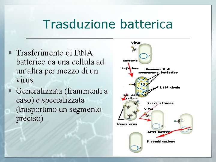 Trasduzione batterica § Trasferimento di DNA batterico da una cellula ad un’altra per mezzo