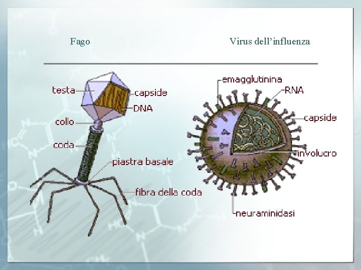 Fago Virus dell’influenza 