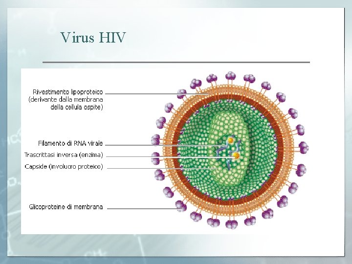 Virus HIV 