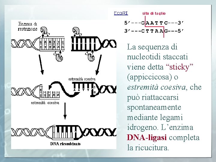 La sequenza di nucleotidi staccati viene detta “sticky” (appiccicosa) o estremità coesiva, che può