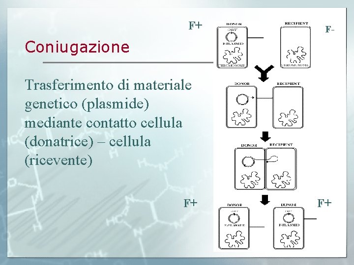 F+ F- Coniugazione Trasferimento di materiale genetico (plasmide) mediante contatto cellula (donatrice) – cellula