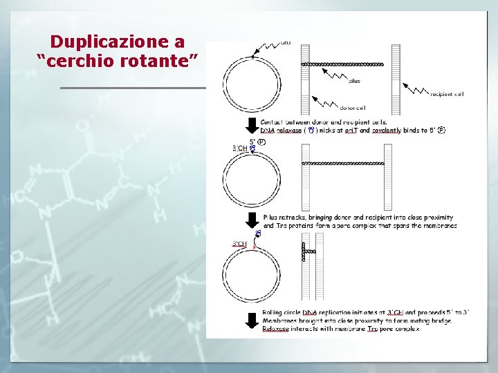 Duplicazione a “cerchio rotante” 