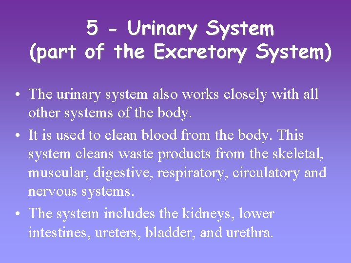 5 - Urinary System (part of the Excretory System) • The urinary system also