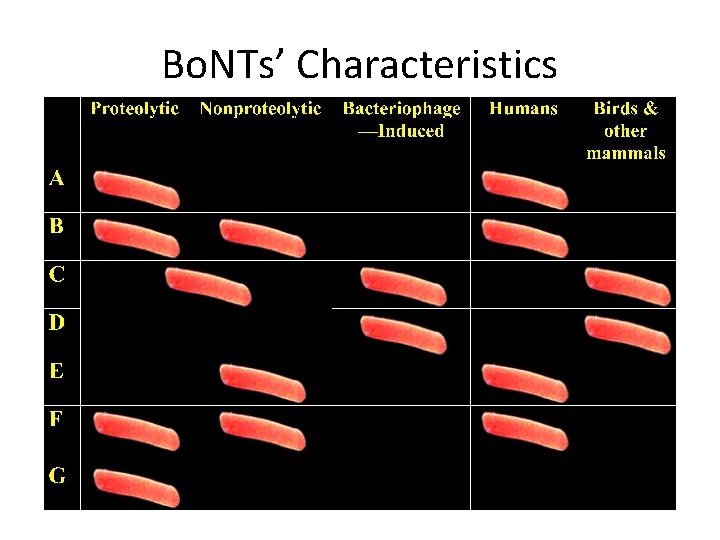 Bo. NTs’ Characteristics 