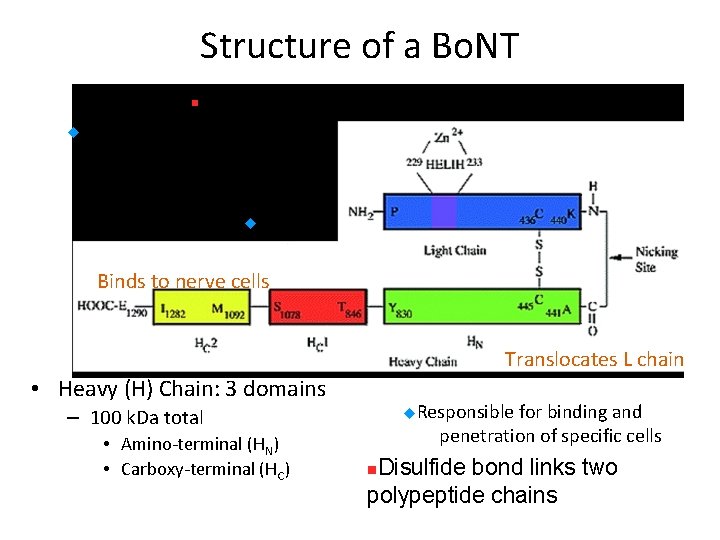 Structure of a Bo. NT n. Light Singh, B. R. (2000). “Intimate details of