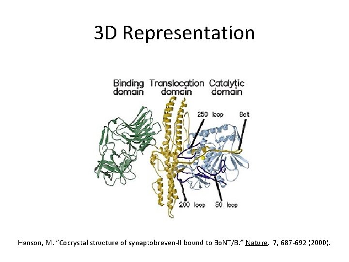 3 D Representation Hanson, M. “Cocrystal structure of synaptobreven-II bound to Bo. NT/B. ”