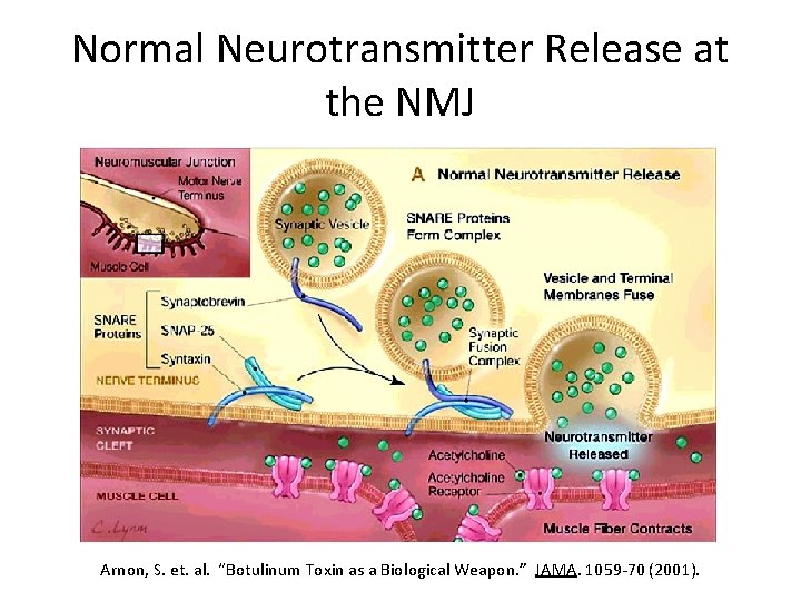Normal Neurotransmitter Release at the NMJ Arnon, S. et. al. “Botulinum Toxin as a