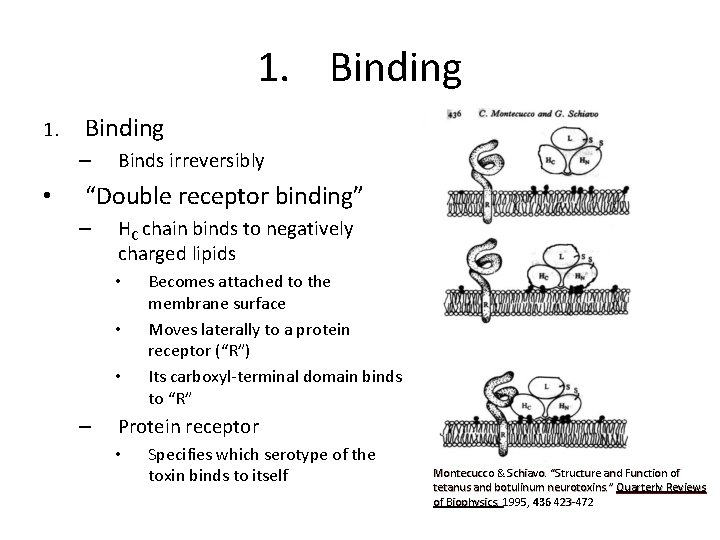 1. Binding 1. Binding – • Binds irreversibly “Double receptor binding” – HC chain