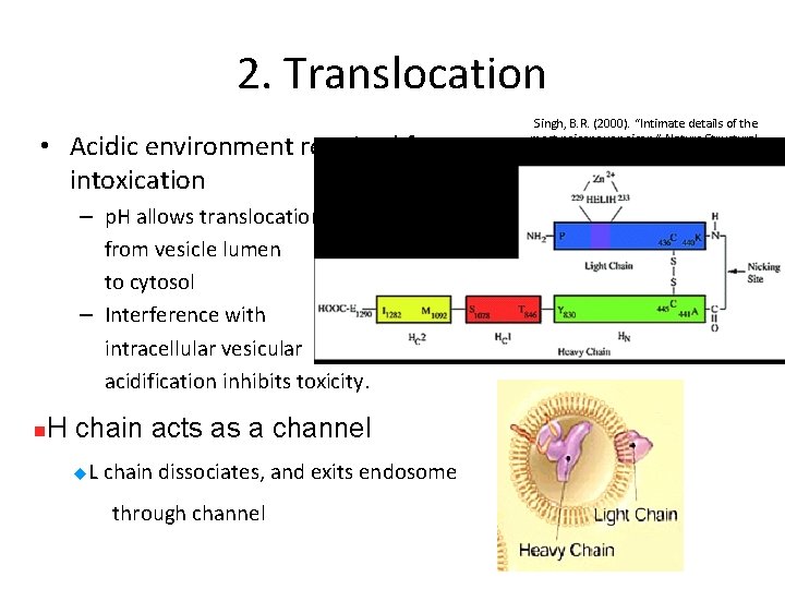 2. Translocation • Acidic environment required for intoxication – p. H allows translocation from