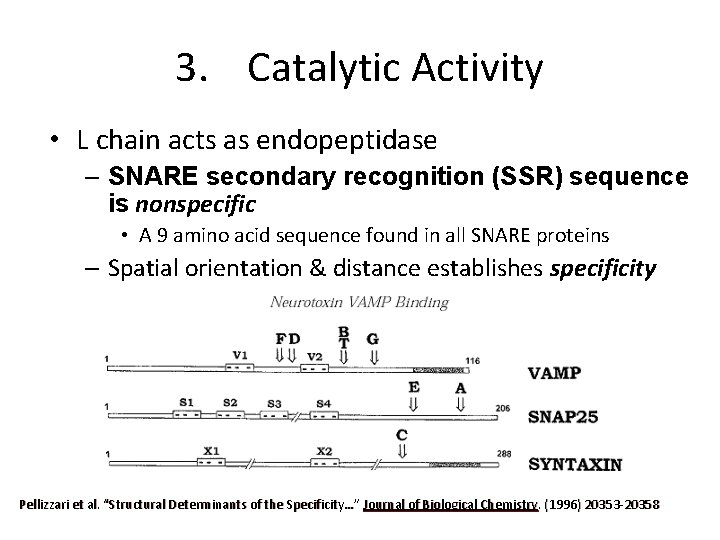 3. Catalytic Activity • L chain acts as endopeptidase – SNARE secondary recognition (SSR)