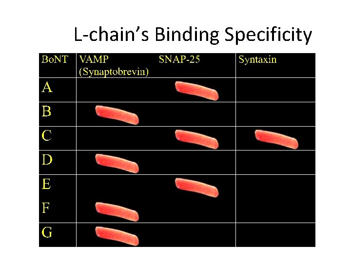 L-chain’s Binding Specificity 