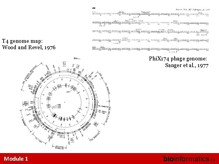 T 4 genome map: Wood and Revel, 1976 Phi. X 174 phage genome: Sanger