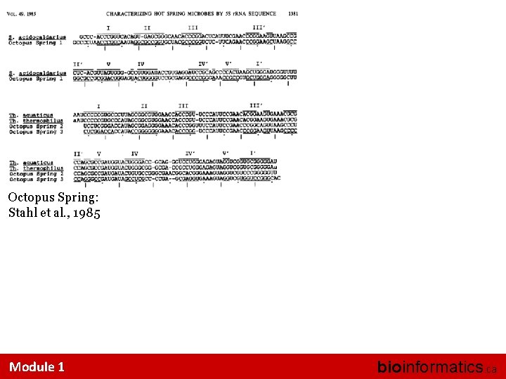 Octopus Spring: Stahl et al. , 1985 Module 1 bioinformatics. ca 