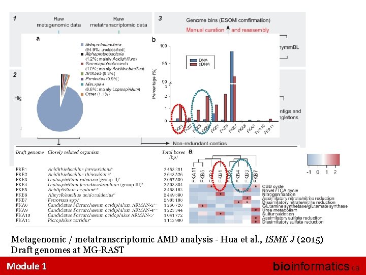 Metagenomic / metatranscriptomic AMD analysis - Hua et al. , ISME J (2015) Draft