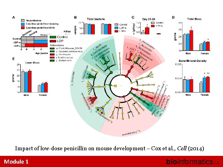 Impact of low-dose penicillin on mouse development – Cox et al. , Cell (2014)