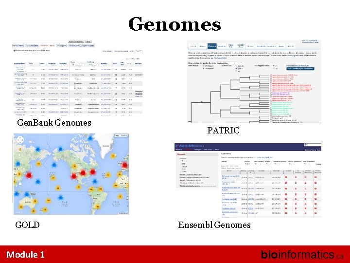 Genomes Gen. Bank Genomes GOLD Module 1 PATRIC Ensembl Genomes bioinformatics. ca 
