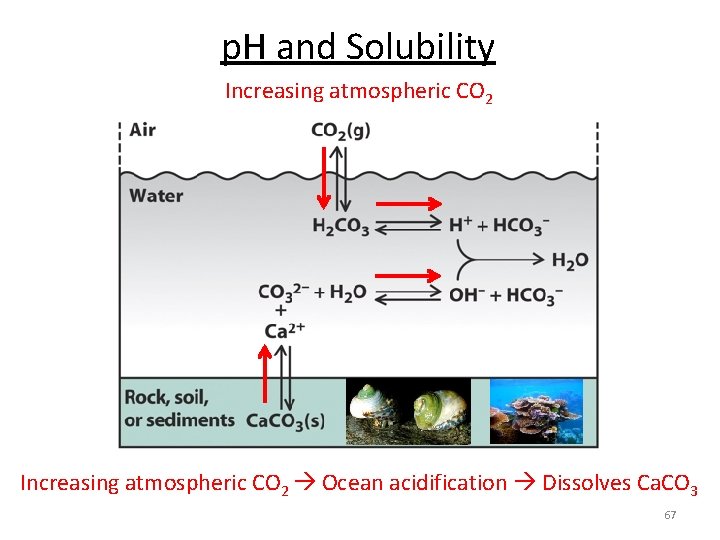 p. H and Solubility Increasing atmospheric CO 2 Ocean acidification Dissolves Ca. CO 3