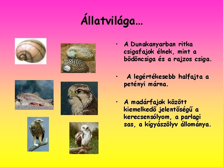 Állatvilága… • A Dunakanyarban ritka csigafajok élnek, mint a bödöncsiga és a rajzos csiga.