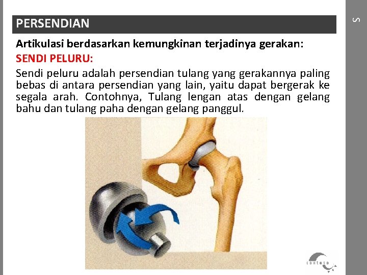 Artikulasi berdasarkan kemungkinan terjadinya gerakan: SENDI PELURU: Sendi peluru adalah persendian tulang yang gerakannya