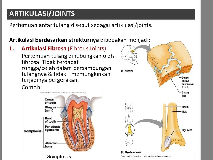 ARTIKULASI/JOINTS Pertemuan antar tulang disebut sebagai artikulasi/joints. Artikulasi berdasarkan strukturnya dibedakan menjadi: 1. Artikulasi