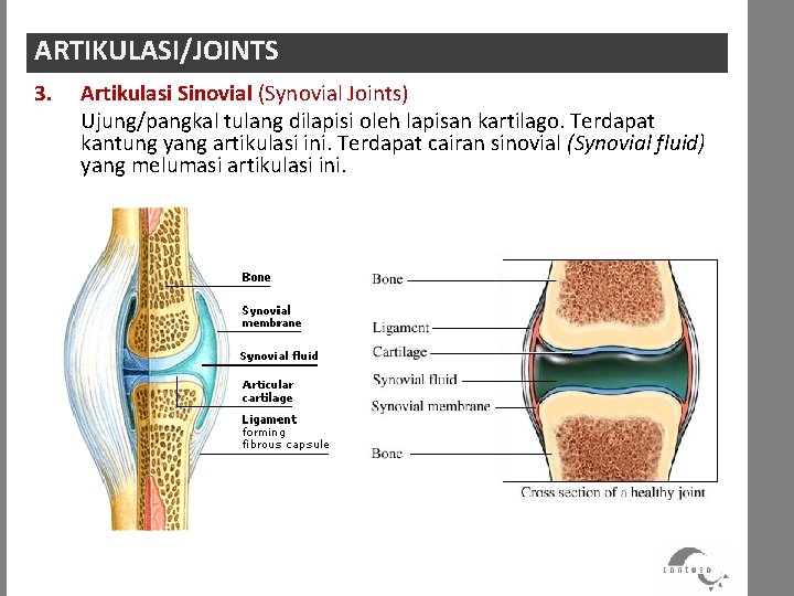 ARTIKULASI/JOINTS 3. Artikulasi Sinovial (Synovial Joints) Ujung/pangkal tulang dilapisi oleh lapisan kartilago. Terdapat kantung