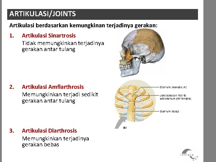 ARTIKULASI/JOINTS Artikulasi berdasarkan kemungkinan terjadinya gerakan: 1. Artikulasi Sinartrosis Tidak memungkinkan terjadinya gerakan antar
