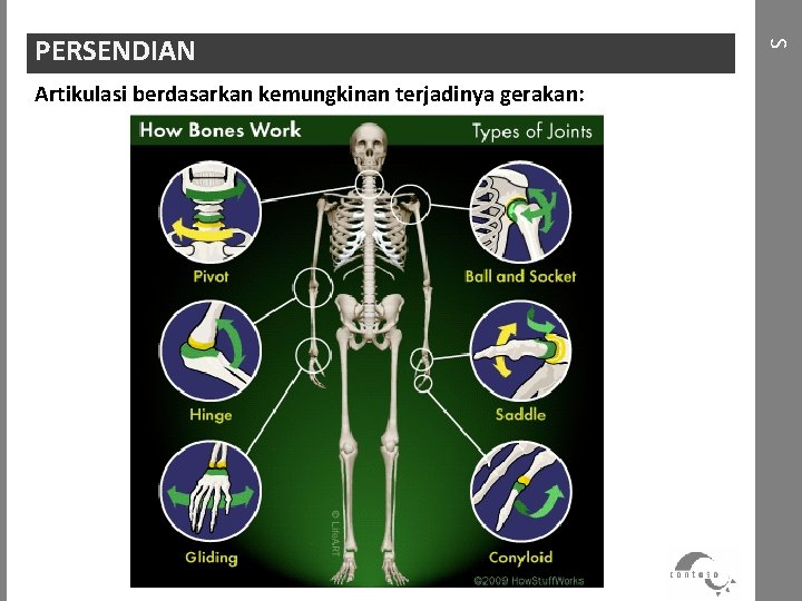 Artikulasi berdasarkan kemungkinan terjadinya gerakan: S PERSENDIAN 