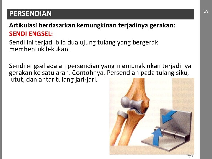 Artikulasi berdasarkan kemungkinan terjadinya gerakan: SENDI ENGSEL: Sendi ini terjadi bila dua ujung tulang