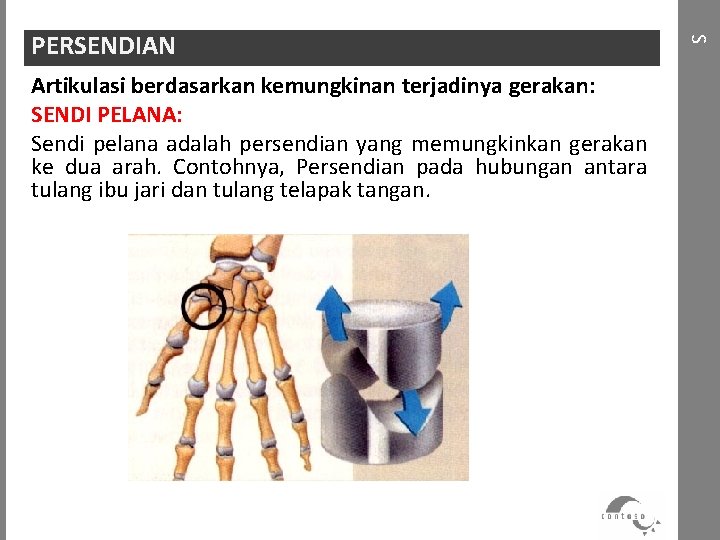 Artikulasi berdasarkan kemungkinan terjadinya gerakan: SENDI PELANA: Sendi pelana adalah persendian yang memungkinkan gerakan