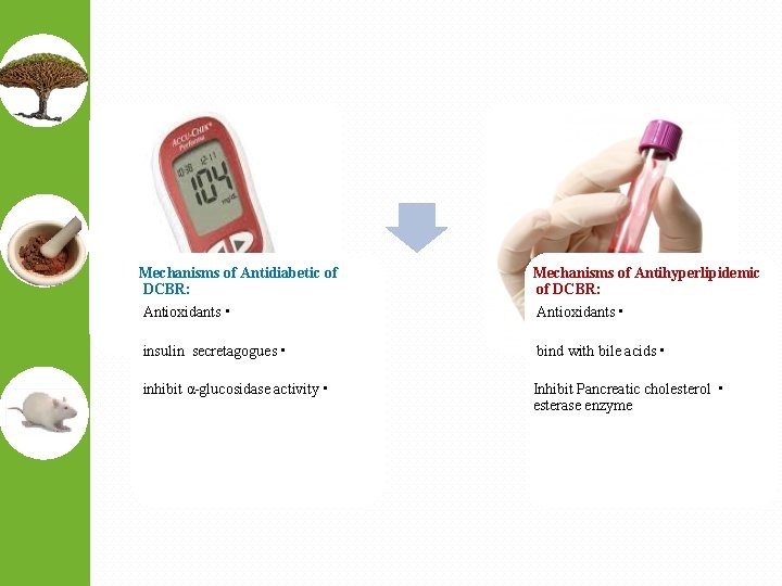 Mechanisms of Antidiabetic of DCBR: Antioxidants • Mechanisms of Antihyperlipidemic of DCBR: Antioxidants •