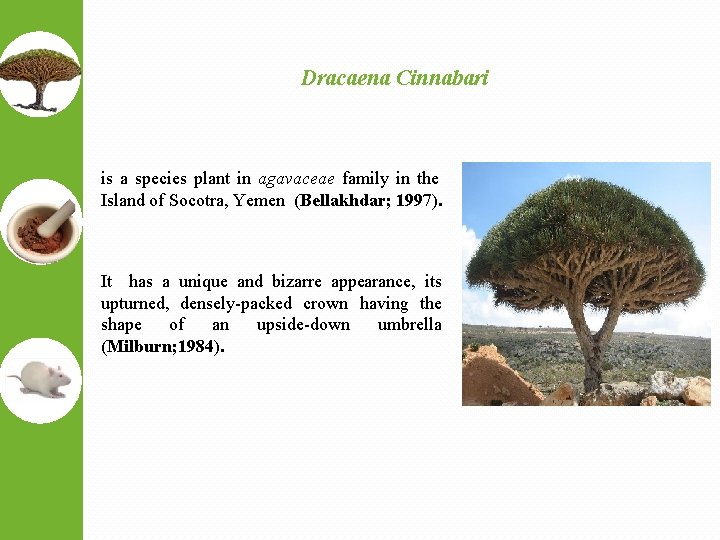 Dracaena Cinnabari is a species plant in agavaceae family in the Island of Socotra,