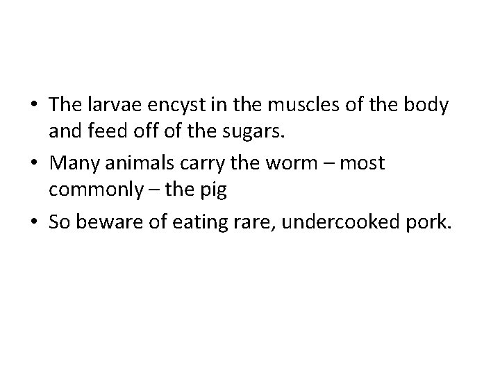  • The larvae encyst in the muscles of the body and feed off