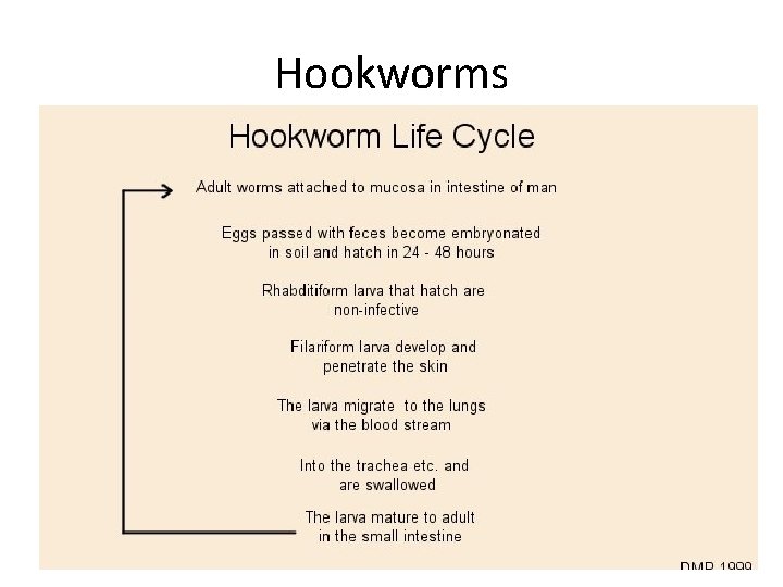 Hookworms 