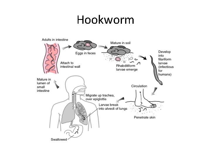 Hookworm 