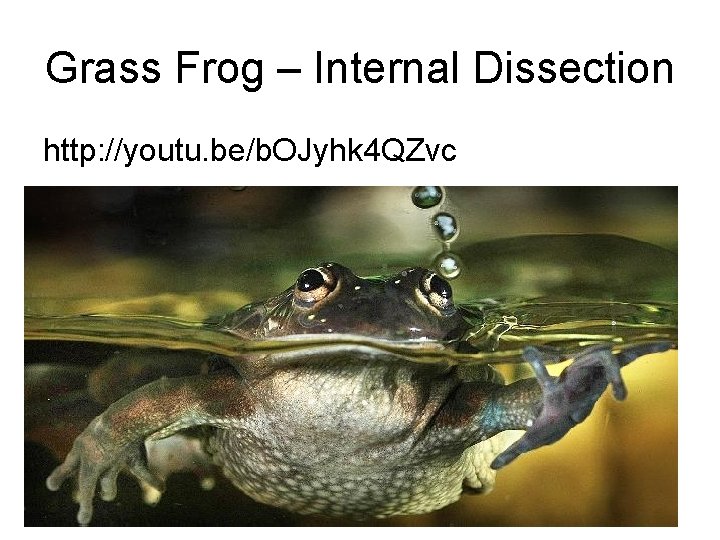 Grass Frog – Internal Dissection http: //youtu. be/b. OJyhk 4 QZvc 